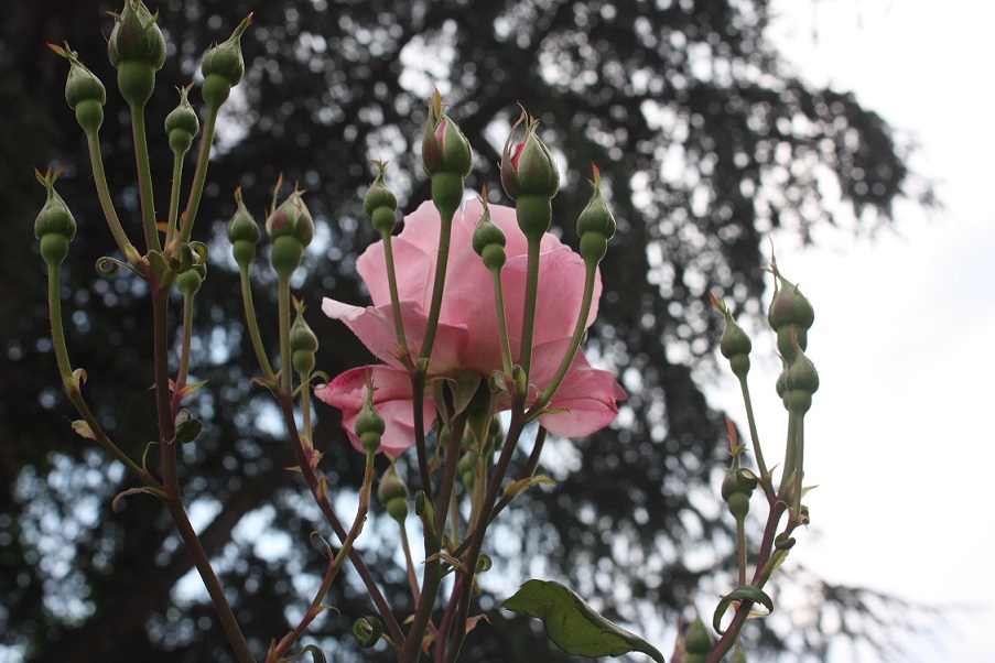 Болгария отели_2012 627.jpg